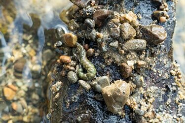 天然食 見た目はイモ虫 珍味 クロカワムシを獲って食べてみた アクティビティ レポート Bravo Mountain