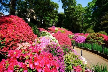 ツツジ」満開の東京 江戸の情景に満ちた庭園を色鮮やかに染める春の