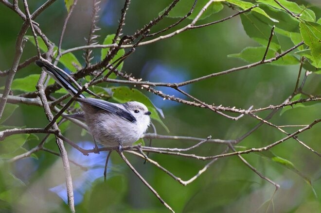 【バードウォッチング】支持率爆上がりの野鳥界アイドル「シマエナガ」にちょっと待ったぁ！  千葉のそっくりさんこそ、かわいらしさナンバーワン！？  2026年の画像009