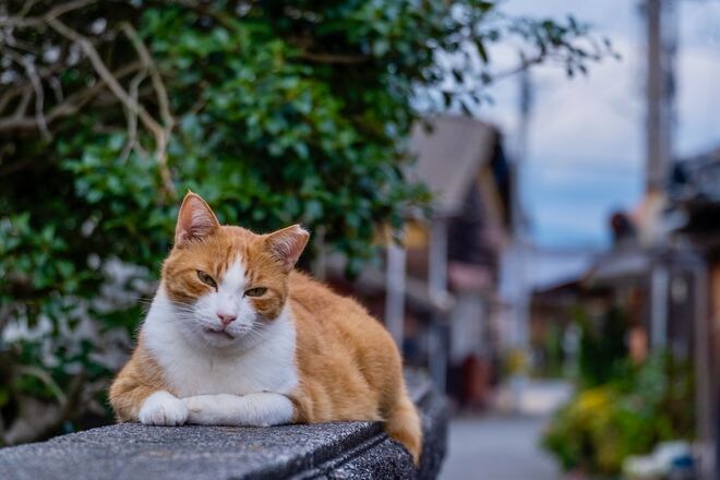 アート、ときどき島猫。男木島・女木島・豊島【「瀬戸内トリエンニャーレな旅（前編）」琉球島猫百景 vol.21〈特別編〉】の画像014