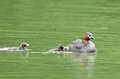 「赤ちゃんをおんぶする水鳥」 激萌え赤ちゃんに胸キュン！  都市公園の池でイクメンも大奮闘  2024年【東京都】の画像005