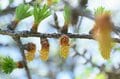 【見逃し注意！】美しい紅葉でお馴染み「カラマツ」に咲く”指先ほどの小さな花”を君は見たことがあるかの画像003