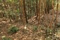 出丸の大切岸と圧巻の畝状竪堀群！  約4時間にわたる実地踏査でみた防衛遺構とは　石見国・松山城〈後編〉（島根県江津市）【戦国の山城を攻める vol.04】の画像013