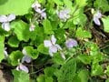 【苗場プリンスホテル】初夏の苗場で山からの贅沢な贈り物「根曲がり竹」を採ってきた！  竹藪の中を分け入る「非日常体験」レポ（新潟県湯沢町）の画像011