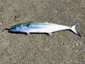 食欲と “釣欲” の秋到来！「秋の海で狙いたい魚種」5選！  焼いて＆揚げて＆煮て「釣りたての魚を作りたてで食べる贅沢」絶品レポの画像005