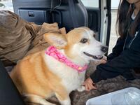 「車中泊」がペット連れ旅行に最適である理由！  愛犬と一緒に楽しむための注意点と「トイレ問題」解決策