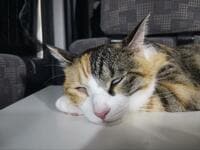 「猫との車中泊」！ 軽の箱バン ホンダ・バモスに「100均ショップで材料費770円」DIY！ その結果として「猫と一緒に熟睡できた」レポート