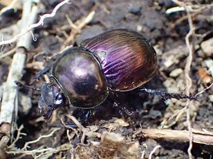 「動物の糞にきれいな虫が集まる？」キラキラ輝く虫の変わった習性とは【あなたのすぐそばにいる「季節の虫」の探し方 vol.19】