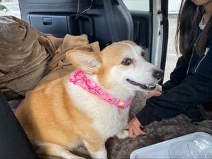 「車中泊」がペット連れ旅行に最適である理由！  愛犬と一緒に楽しむための注意点と「トイレ問題」解決策