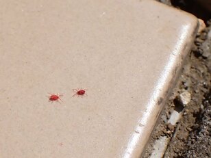 【期間限定】お宝発見の「大発生の赤いダニ」は脱・出会い系！  完全コピペのクローンかも！？  やっかいものの正しいトリセツとは『簡単対処法教えます』