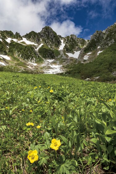 千畳敷カール〜木曽駒ヶ岳登山⛰️7月に出会った高山植物山野草