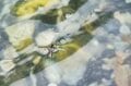 雨と呼応する渓流釣り！  反転流を狙ってフライフィッシング！ 「岩陰から飛び出した巨大な黒い影」 2024年 長野県白馬村の画像006