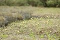 今が見頃！ ひっそりと咲く、夏の高原の風物詩「ワタスゲの花」＜栂池自然園＞の画像004