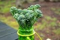 ブロッコリーとサバ缶はなぜ相性がいい？  栄養の「相乗効果」を期待できる理由【缶詰博士の缶たん”CAN”P料理 vol.89】の画像005