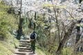 登山口から山頂まで桜が続く「お花見登山の聖地」光城山の桜は今が見頃の画像002