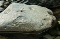 【渓流釣り】「本当に管理釣り場？」大物だらけのパラダイス！ 真夏の渓でイワナとヤマメを狙う！ 吉ヶ平フィッシングパーク／五十嵐川支流守門川 2022年の画像010