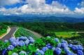 梅雨空より青い！？ 山の斜面を染め上げる「アジサイ」の絶景！ 圧巻3万本「大川原高原」の大パノラマ「あじさい祭り」現地レポ【徳島県名東郡】の画像001