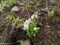 「日本のエーデルワイス」ハヤチネウスユキソウの可憐な気品！「レア高山植物」オンパレードの「岩手・早池峰山」花の登山レポの画像003