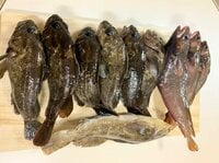 5月はメバル、ムラソイのハイシーズン！  釣果が期待の「穴釣り」に絶対必要な消波ブロック「徹底注意」の危機管理