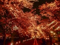 満開御礼！ ご当地名物 “スルテン” 片手に桜吹雪のトンネルを歩きに行こう！「高田城址公園」新潟県上越市・2023年