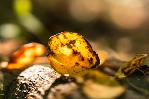 紅葉の季節！ 香りに誘われて見上げた空「お菓子のような甘い匂いのハートの葉」の正体は？