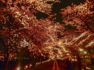 満開御礼！ ご当地名物 “スルテン” 片手に桜吹雪のトンネルを歩きに行こう！「高田城址公園」新潟県上越市・2023年