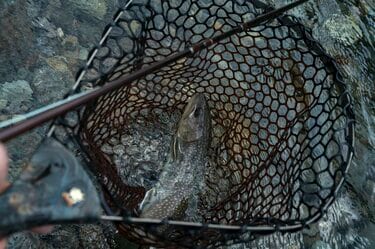 BUSH MASTER FLY 764F ヤマメ イワナ 管理釣場 渓流釣り