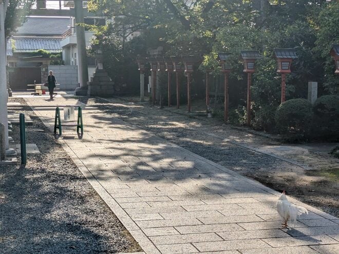 鶏がフリーダムに闊歩する神社「助松神社」のおみくじはやさしい友達の助言のようだった【関西おみくじジャーニー vol.28／大阪府泉大津市】の画像014