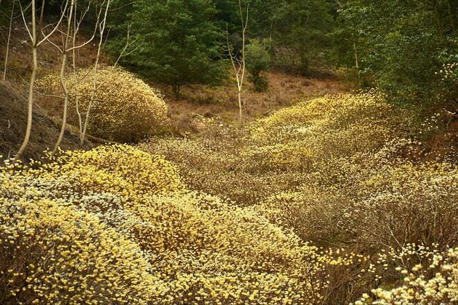 見ごろを迎える “春の妖精”「ミツマタ」 北摂最大級の群生地での “黄金の絨毯” 絶景！  大阪府豊能郡豊能町「吉川峠＆とんぼ池」現地レポの画像003