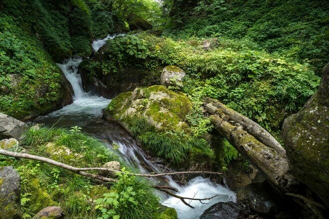 「まさかコバルトマス！？」初めて入った険悪な山岳渓流は、野生のニジマスだらけ！  アベレージサイズは尺！  40オーバーも連発！  濃い魚影、警戒心なしの魚たちで非現実空間だった【渓流フライフィッシング】 2025年・長野県の画像005