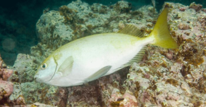 触れてはいけない「毒魚」対策に！ 100均「ダイソー」3つの「神アイテム」レポ＆保存版「よく釣れる毒魚」種類と処置「写真付き」リスト ...