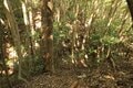 そそり立つ切岸が行く手を阻む。山陰の知られざる名城  石見国・周布城〈前編〉（島根県浜田市）【戦国の山城を攻める vol.01】の画像012