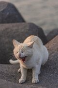 沖縄本島の東海岸うるま市は漁港も近く、島猫たちの風貌もどこか海人(猫)的【琉球島猫百景 vol.16「海人気質のテトラ猫族」沖縄県うるま市】の画像006