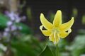 【花巡り】南関東最大級の「カタクリの群生地」で紫色のじゅうたんと早春の花を満喫！  “数万株に一つの貴重なシロバナカタクリも”【神奈川県 2025年】の画像008