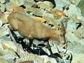 アルプスの山歩きの醍醐味をたっぷり体験できるイタリアのの山小屋事情【ブーツの国の街角で「Rifugio（リフージョ）の魅力」 vol.25】の画像008