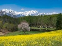 【ゴールデンウィーク】菜の花畑の奥に北アルプスがそびえる絶景！ 程よく賑わう穴場的なお花見スポット！  中山高原・長野県大町市 2022