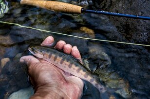 【渓流釣り】桜咲く群馬の渓へ「上流はヒレピン山女のパラダイス！ 野生味溢れるイワナも釣れる！」＜群馬県・高崎市＞2022年