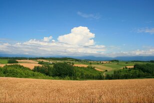これぞ「THE北海道」！  美瑛町で訪れたい「目の前に広がる」2つの絶景スポットとオススメ「道の駅」