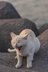 沖縄本島の東海岸うるま市は漁港も近く、島猫たちの風貌もどこか海人(猫)的【琉球島猫百景 vol.16「海人気質のテトラ猫族」沖縄県うるま市】の画像006