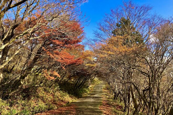 秋を彩る鮮やかな紅葉で人気！  シーズン中は20万人が訪れる「御在所岳」 裏登山道コースで往復「11月上旬・登山レポ」の画像009