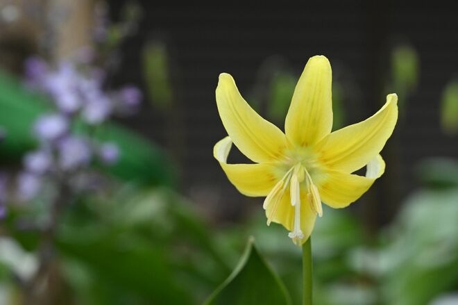 【花巡り】南関東最大級の「カタクリの群生地」で紫色のじゅうたんと早春の花を満喫！  “数万株に一つの貴重なシロバナカタクリも”【神奈川県 2025年】の画像008