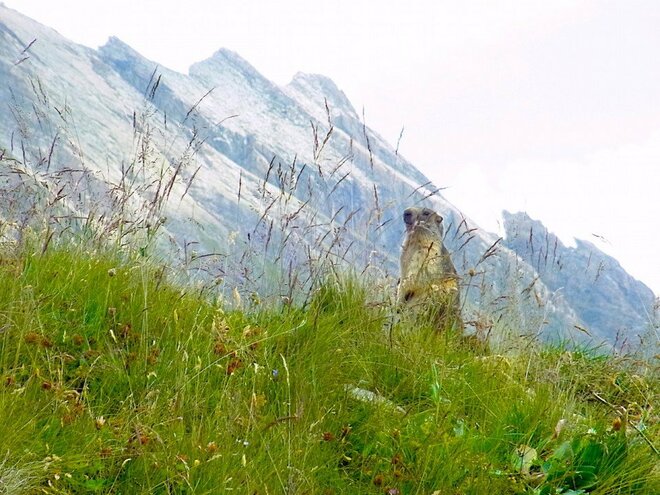 「この先の景色が見たい！」2日がかりで歩いたコースでアルプスの野生動物とも遭遇！【ブーツの国の街角で「モンブラン・トレイル・コース」イタリア／ヴァッレ・ダオスタ州】の画像009