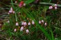 【原生林に癒される】コケ生す北八ヶ岳で出合う “高嶺の花” ミツバオウレン＜白駒の池とコケの森＞【今日も山旅気分 vol.41】の画像007
