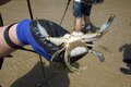 野生食材採集のルールと知識の身につけ方【無人地帯の遊び方 vol.5】の画像006