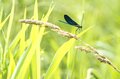 “川遊びの本格シーズン” 雨から数日後、晴天続きの梅雨の中休みに増水し出した川！ 「意外と知られていないダム放流」 2024年の画像001