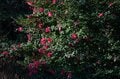【この花はツバキ？ それともサザンカ？】身近な冬の花を簡単に見分ける方法とはの画像004