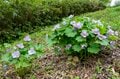 苗場スキー場の「タケノコ山」でタケノコ採り！ ＜新潟県＞の画像015