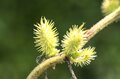 「私をどこかに連れてって」アウトドアは “バカ” がいっぱい！  厄介な “ひっつき虫”【センダングサ】の驚異に迫る《自然観察》の画像007