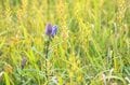 【登山】 “夏と秋、雨と晴れの狭間で揺れ動く景色” ワンチャンあるか！？ 「浅草岳」へ　新潟県魚沼市｜2026年の画像009