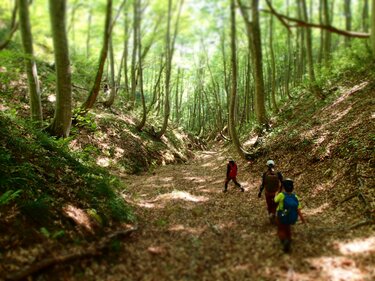 親子旅 新潟と長野をつなぐ 塩の道 美しいブナ林で時の流れを感じた 概要 登山 レポート Bravo Mountain